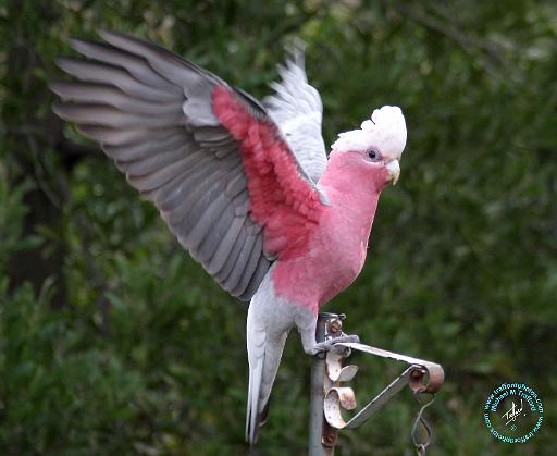 Galah 9Y201D-031.JPG